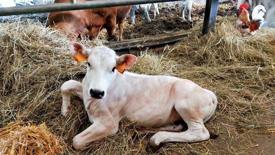 Agriturismo Cascina Dolomiti - Cascina Dolomiti - Cosa trovate da noi